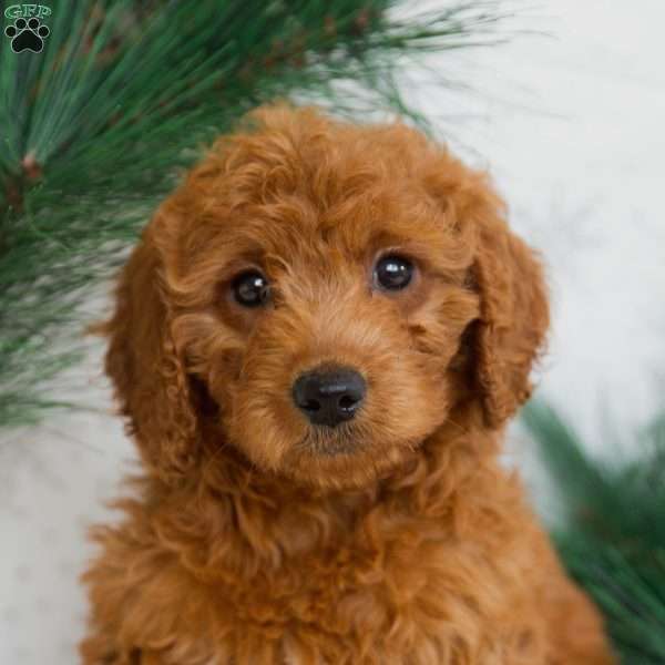 Molly, Mini Goldendoodle Puppy